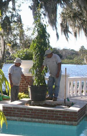 Installing a tree in a central Florida landscaping project