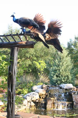 water feature build by Landscapes by Land Art  with natural boulders and a cypress trellis with peacocks roosting on it