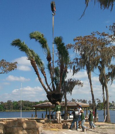 Palm Being set into Place by Crane